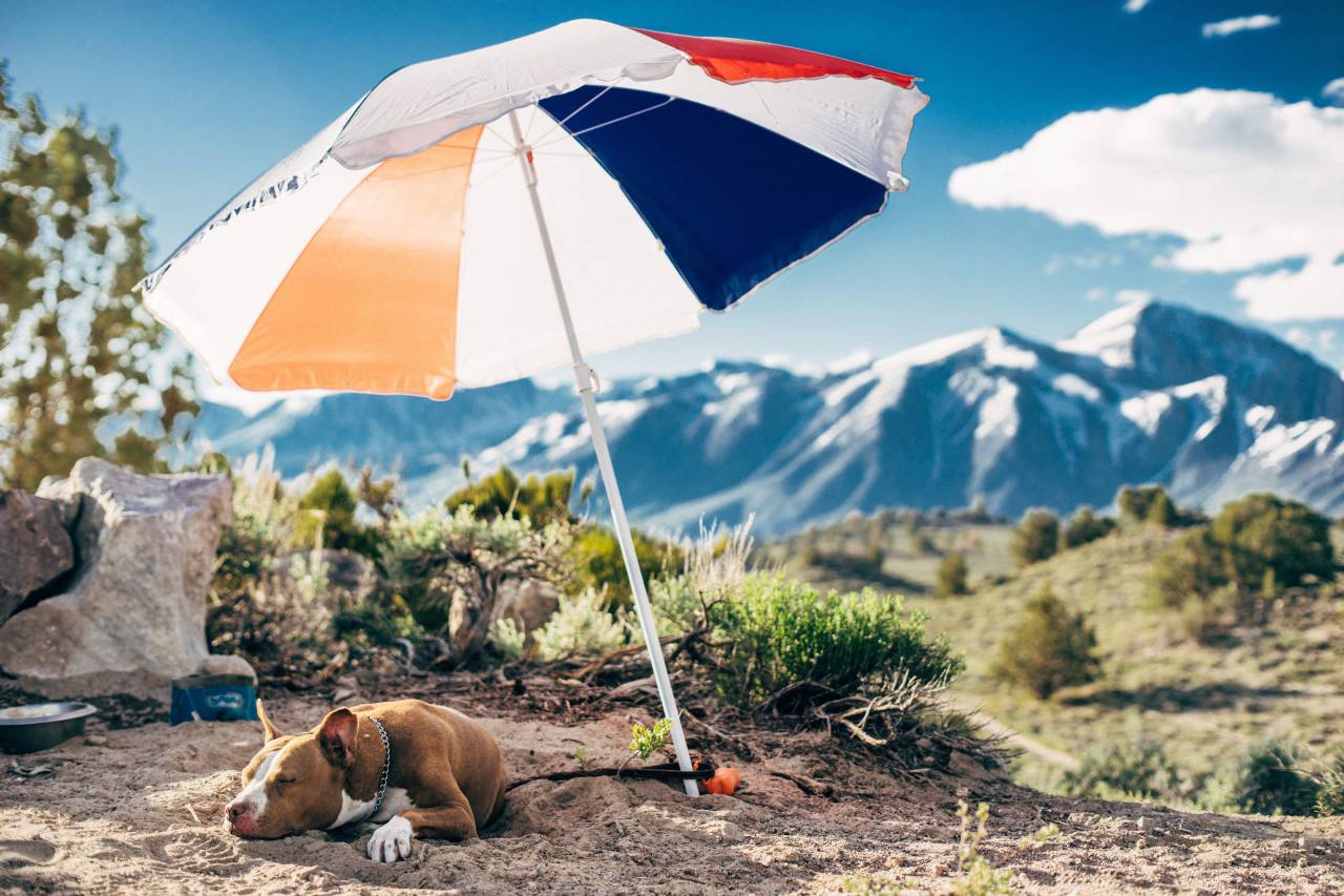 umbrella-dog-animal-pet-outdoor-highland-landscape-F100027119.jpg